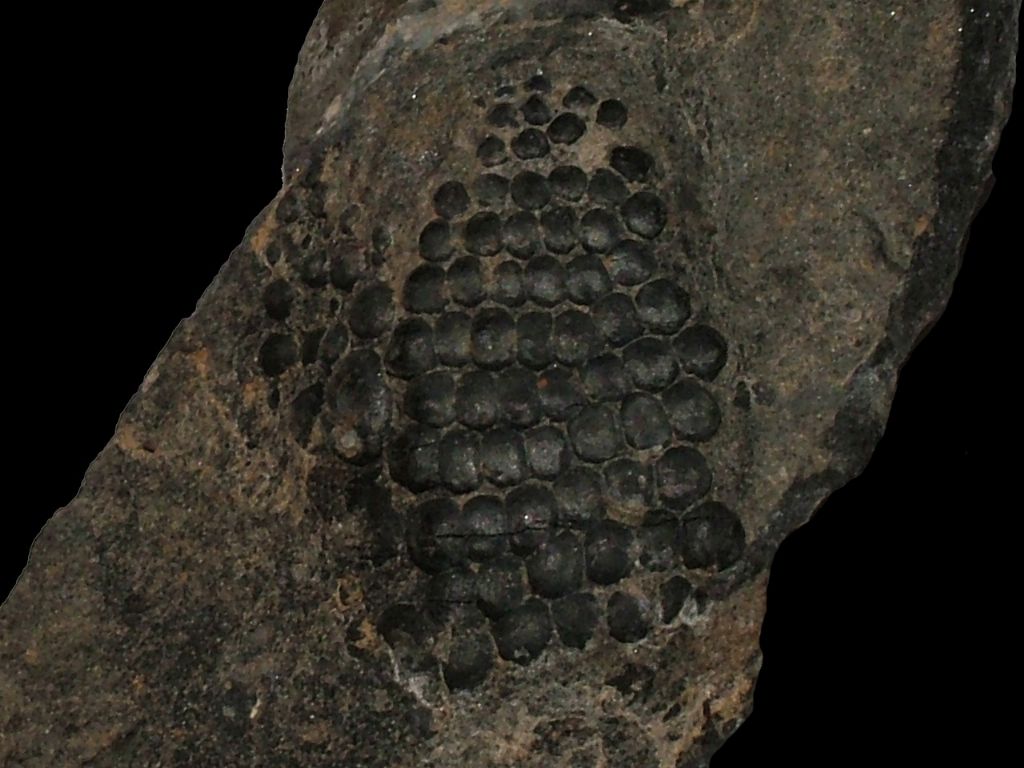 Aiuto determinazione denti fossili.